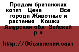 Продам британских котят › Цена ­ 500 - Все города Животные и растения » Кошки   . Амурская обл.,Зейский р-н